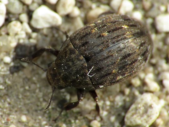 Byrrhus sp.