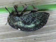 Morychus aeneus