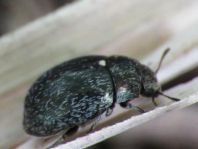 Morychus aeneus