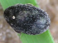 Morychus aeneus