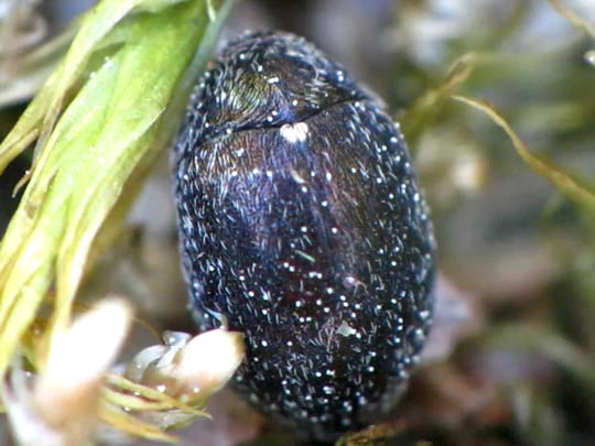 Morychus aeneus