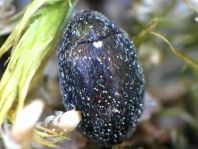 Morychus aeneus