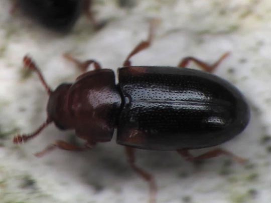 Dacne bipustulata