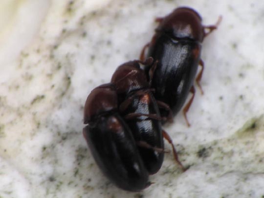 Dacne bipustulata