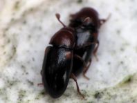 Dacne bipustulata