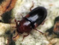 Dacne bipustulata