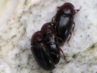 Dacne bipustulata