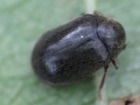 Dorcatoma sp.