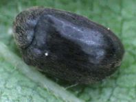 Dorcatoma sp.