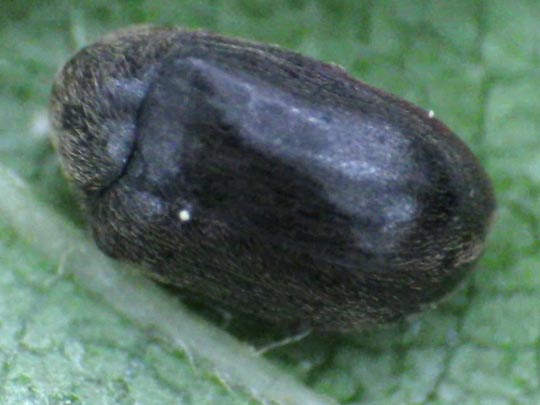 Dorcatoma sp.