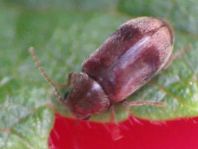 Ochina ptinoides