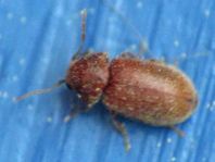 Stegobium paniceum