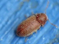 Stegobium paniceum