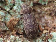 Xestobium rufovillosum, Gescheckter Nagekäfer
