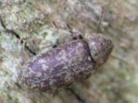 Xestobium rufovillosum, Gescheckter Nagekäfer