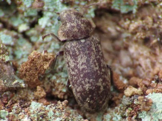 Xestobium rufovillosum, Gescheckter Nagekäfer