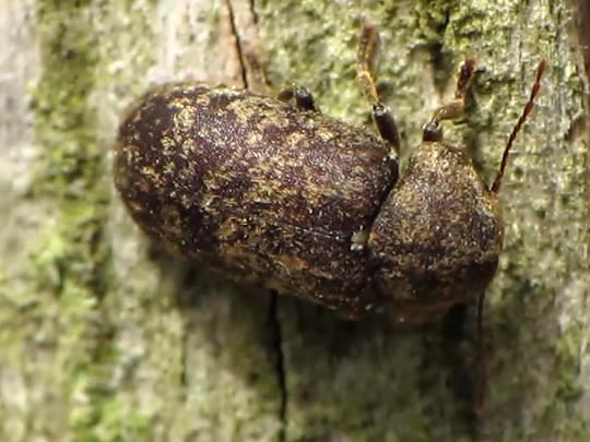 Xestobium rufovillosum, Gescheckter Nagekäfer