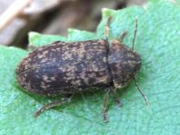Xestobium rufovillosum, Gescheckter Nagekäfer