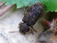 Xestobium rufovillosum, Gescheckter Nagekäfer