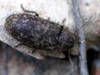 Xestobium rufovillosum, Gescheckter Nagekäfer