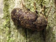 Xestobium rufovillosum, Gescheckter Nagekäfer