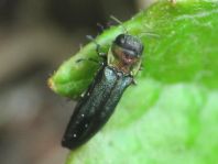 Agrilus pratensis