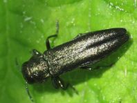 Agrilus sp.