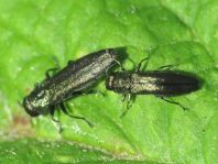 Agrilus sp.
