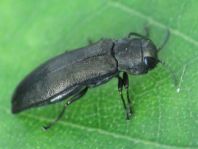 Agrilus sp.