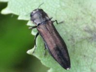 Agrilus sp.