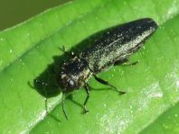 Agrilus sp.