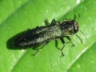 Agrilus sp.