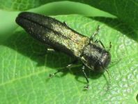 Agrilus sp.