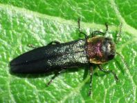 Agrilus pratensis