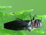 Agrilus pratensis
