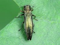 Agrilus sp.
