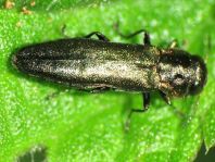 Agrilus sp.