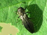 Agrilus sp.