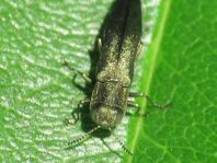 Agrilus sp.