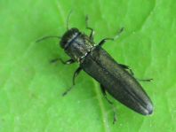 Agrilus sp.