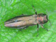 Agrilus sp.