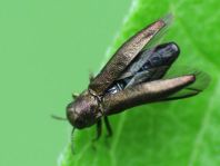 Agrilus sp.