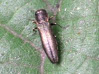 Agrilus sp.