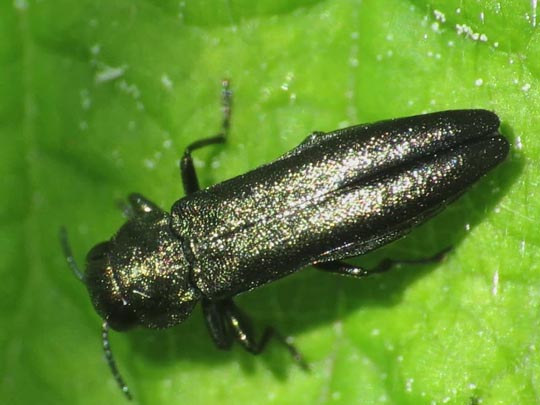 Agrilus sp.