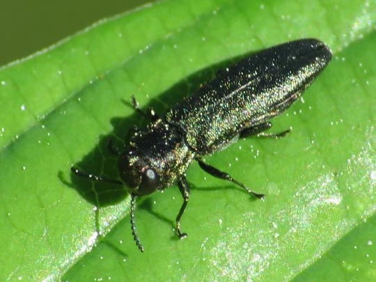 Agrilus sp.