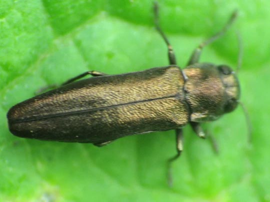 Agrilus sp.