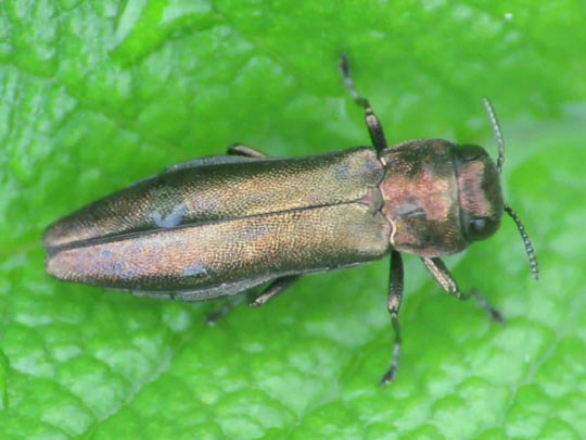 Agrilus sp.