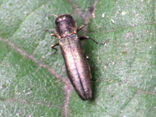 Agrilus sp.