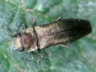 Agrilus sp.