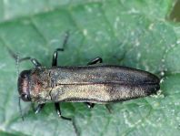 Agrilus sp.